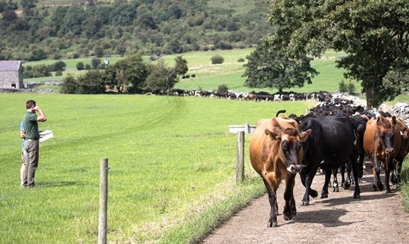 Cows walking along a track in a field